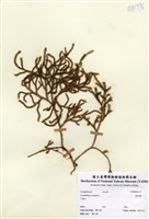 藏品(過山龍)的圖片
